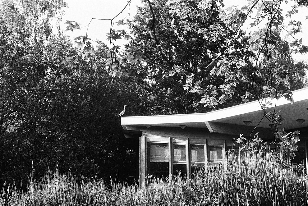 A heron setting at the corner of a building surrounded by trees and reed. Shot Fomapan 400 action.