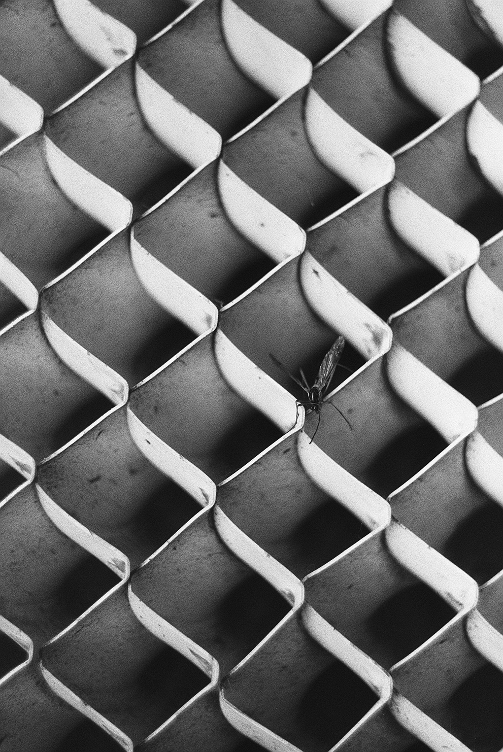 A mosquito setting on the intake grill of a large industrial cooler. Shot Fomapan 400 action.