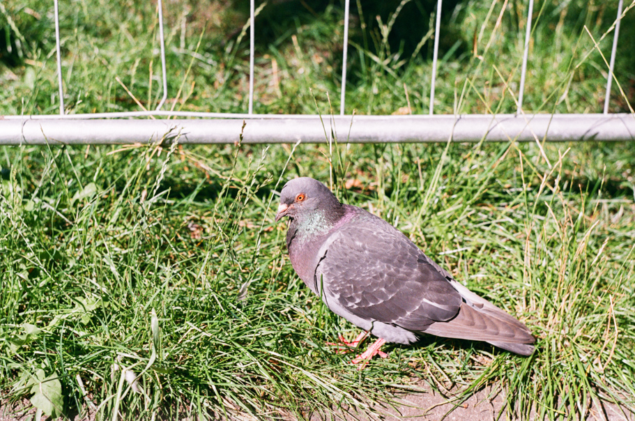 A pigeon sitting in green grass next to metal hoarding. Shot on Fujifilm Fujicolor C200.