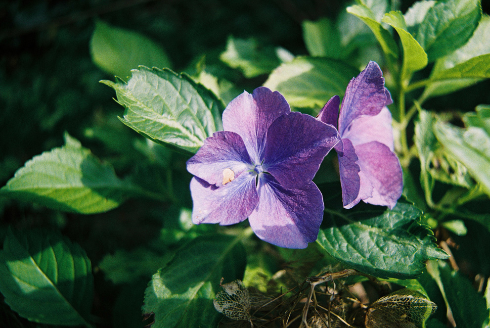 A fairly average purple flower shot with nice details in the petails. Shot on Fujifilm Fujicolor C200.