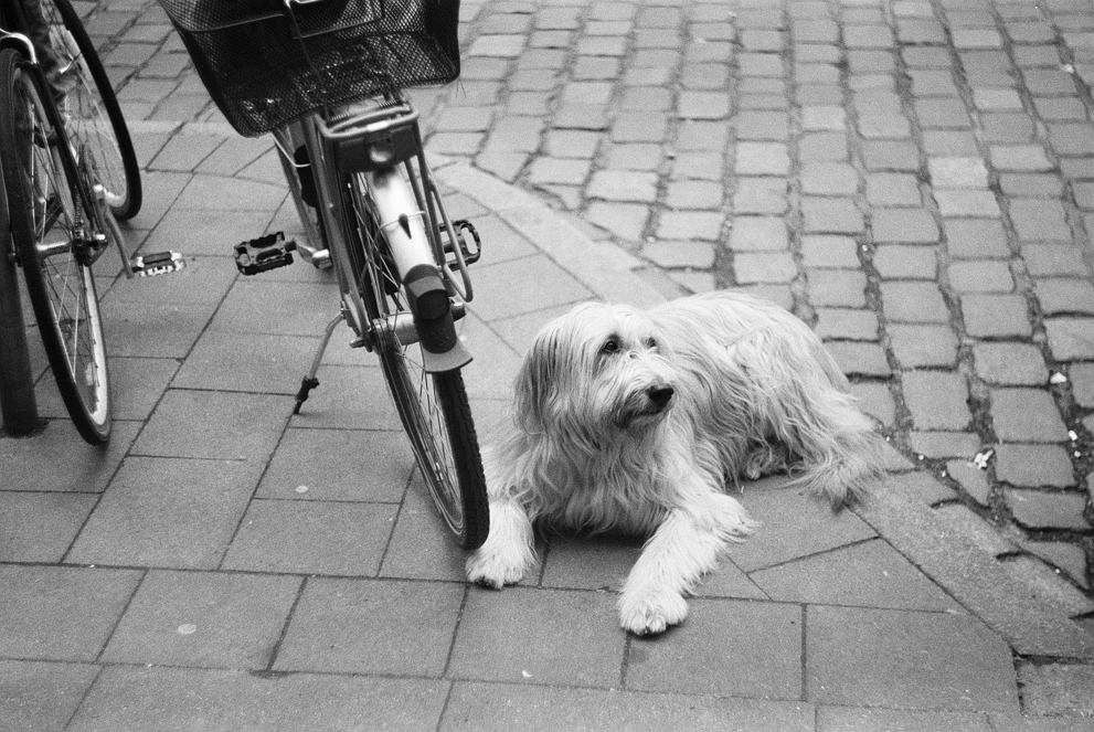 A dog laying on the pathment next to a bicycle. Shot in Ilford Delta 400