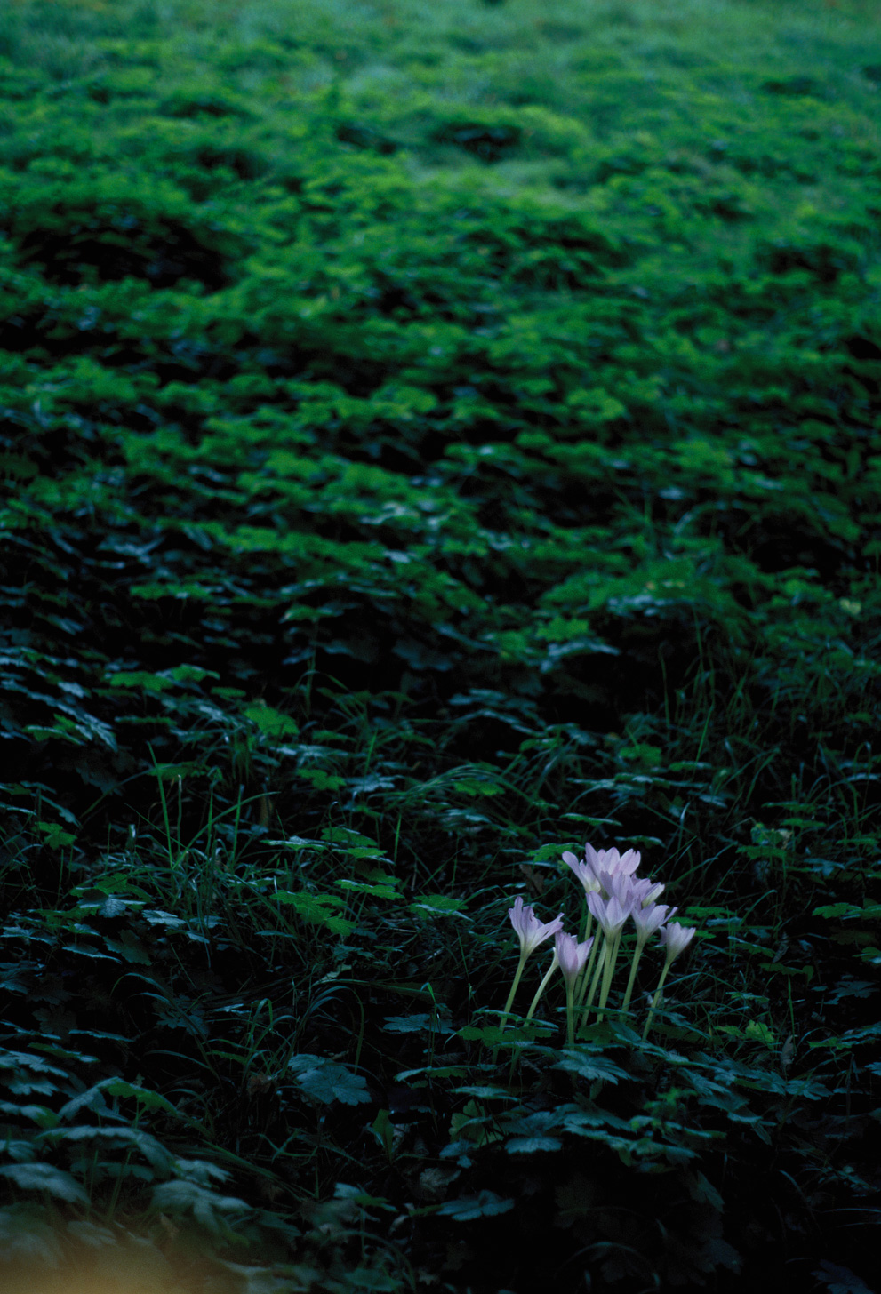 Lone crocusses on a dark meadow in the Loki-Schmidt-Garten. Shot on Kodak Ektachrome E100.