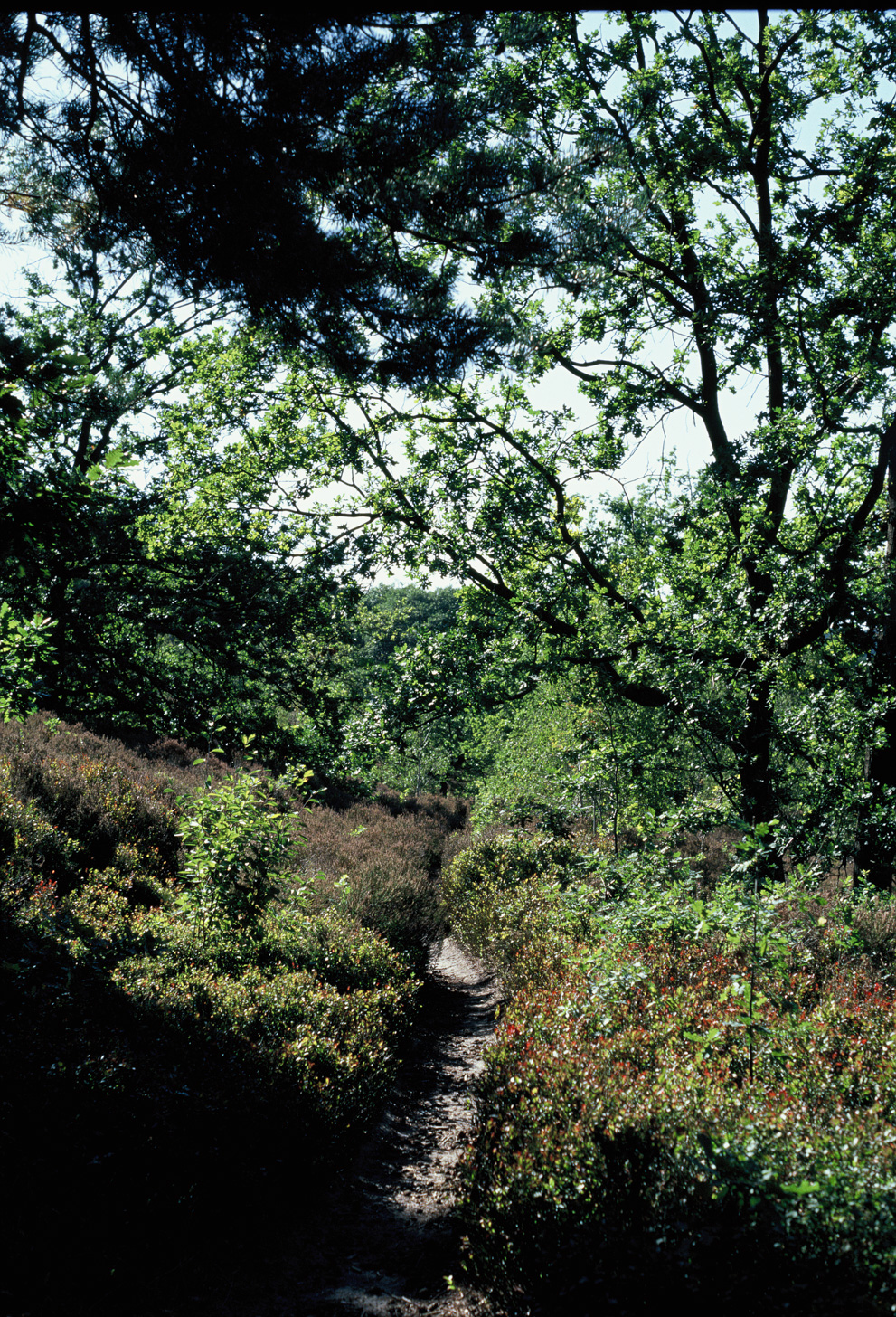 A path through a field of heath. Shot on Kodak Ektachrome E100.