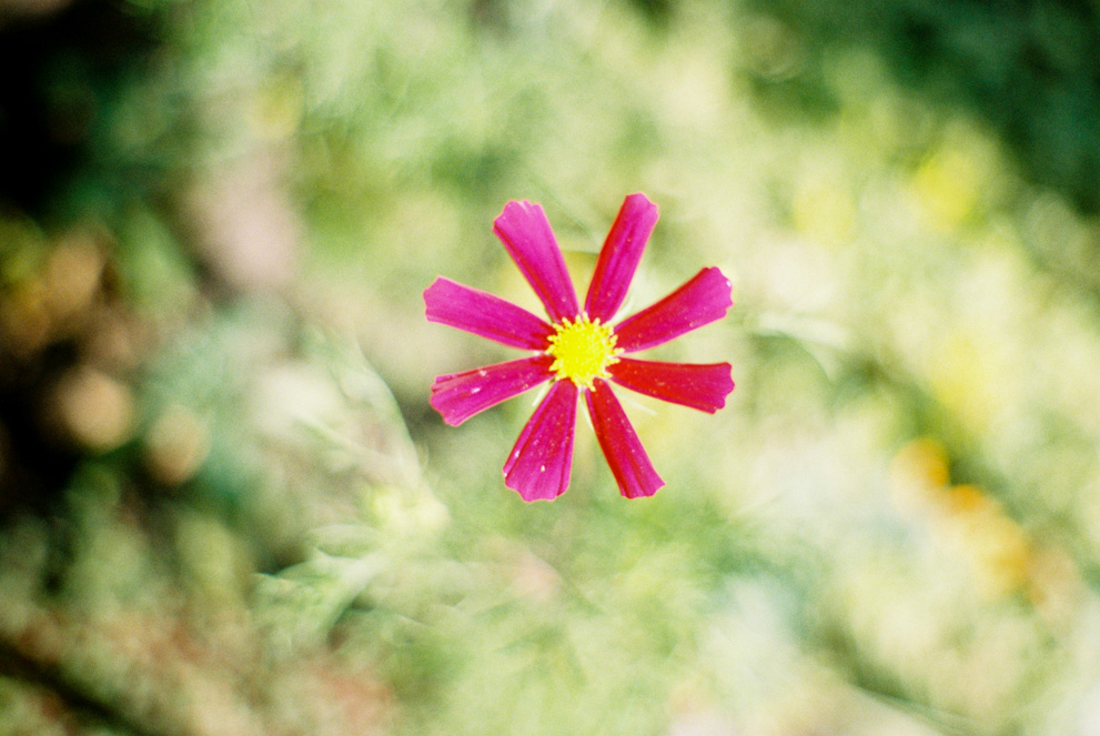 A single flower with only a few petals against a background of wild green bokeh. Shot on Kodak Gold 200.