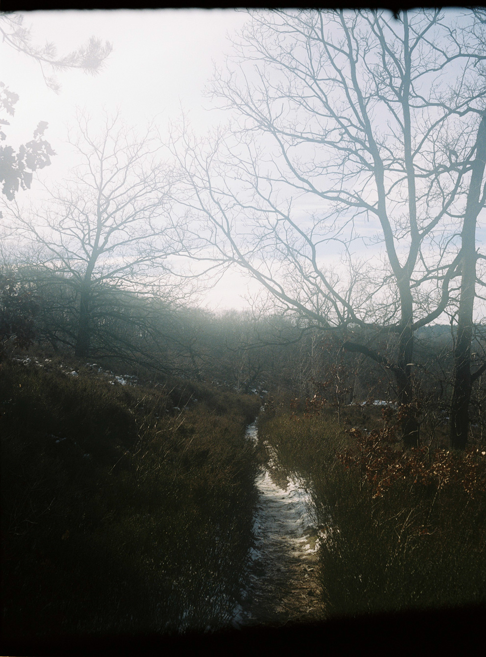 Pathway through the Heide in winter. Shot on Kodak Portra 400.