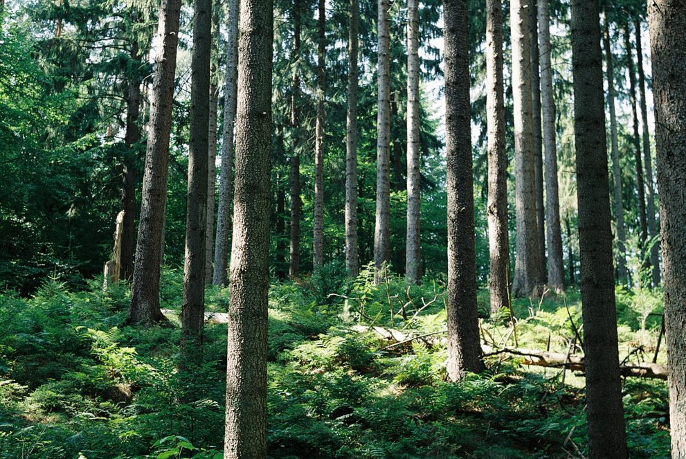 The German forest. Shot on Kodak Ultramax 400.
