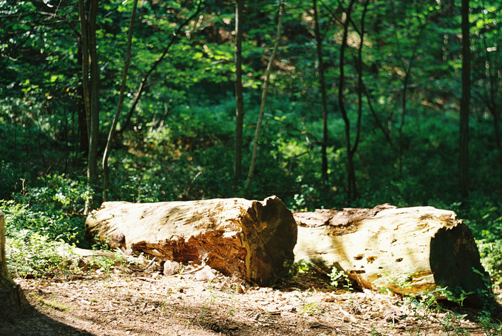 The sun shines on logs in a forest clearing. The film cannot handle the high dynamic range. Shot on Kodak Ultramax 400.